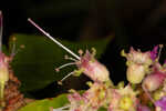 Swamp loosestrife